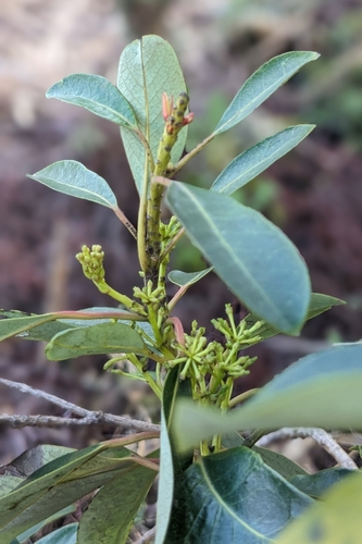 Daphniphyllum pentandrum, photograph 5