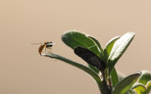Unknown species found near Madrona Marsh Preserve, Torrance, CA, USA