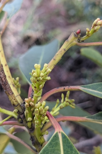 Daphniphyllum pentandrum, photograph 6