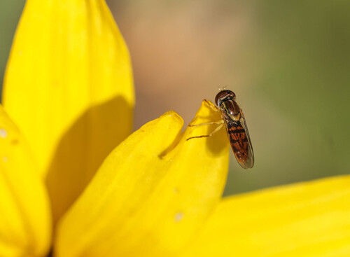 Unknown species found near Madrona Marsh Preserve, Torrance, CA, USA