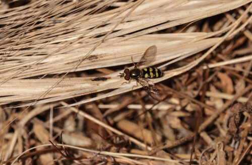 Unknown species found near Madrona Marsh Preserve, Torrance, CA, USA