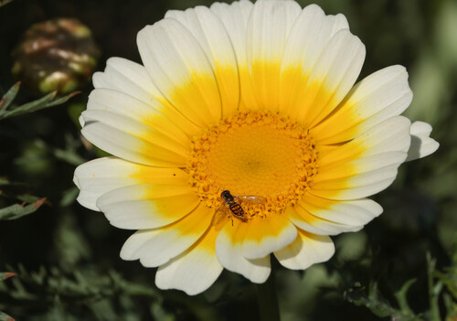 Unknown species found near Madrona Marsh Preserve, Torrance, CA, USA