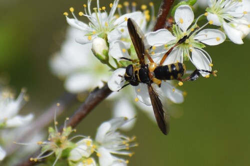 Unknown species found near China Spring, TX 76633, USA