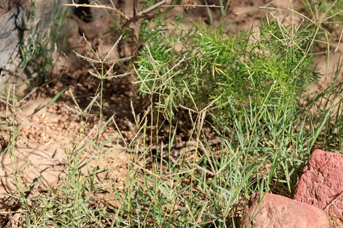 Bermuda grass