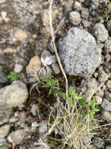 Epilobium platystigmatosum iNat (1)