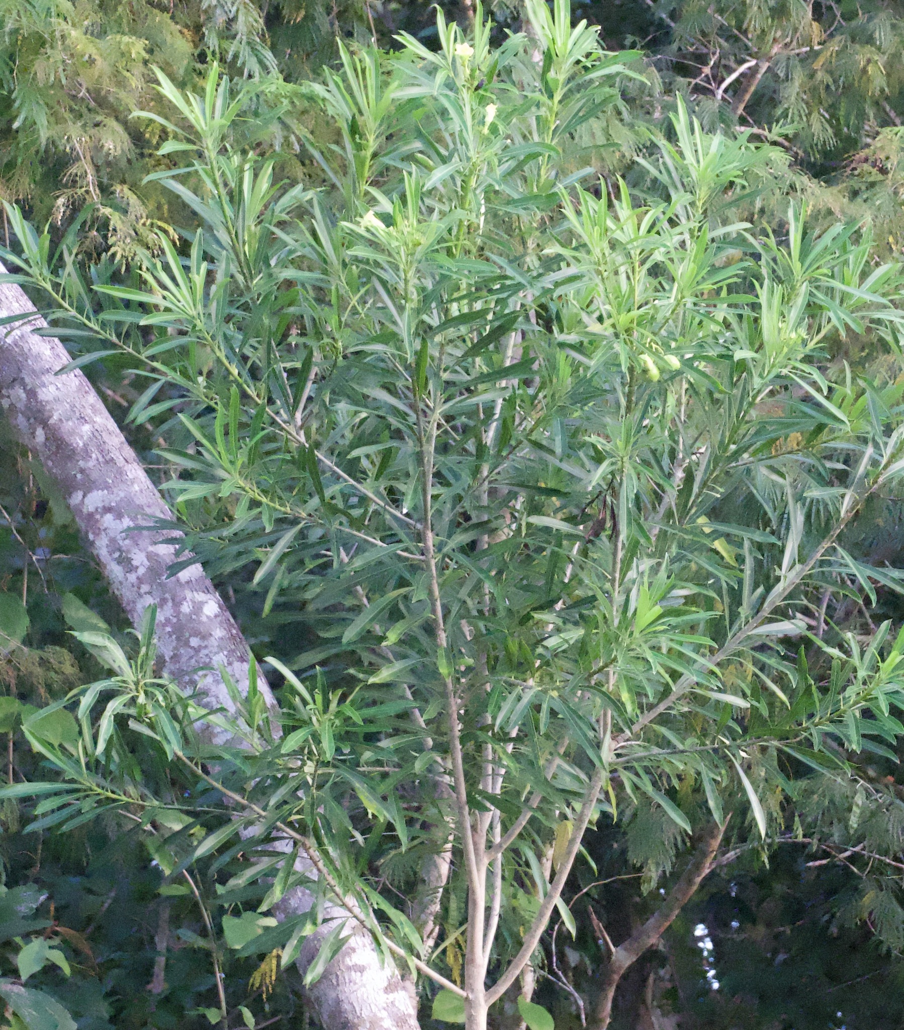 Imagem de Cascabela gaumeri