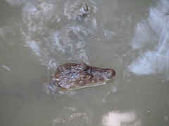 Caiman crocodilus fuscus