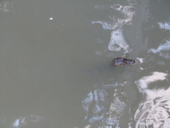 Caiman crocodilus fuscus