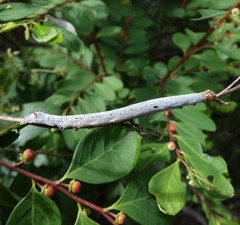 Bastilla solomonensis