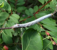 Bastilla solomonensis