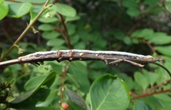 Bastilla solomonensis