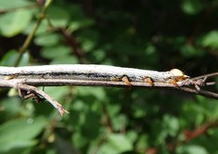 Bastilla solomonensis