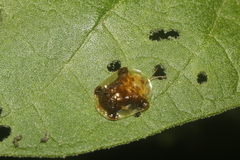 Helocassis testudinaria