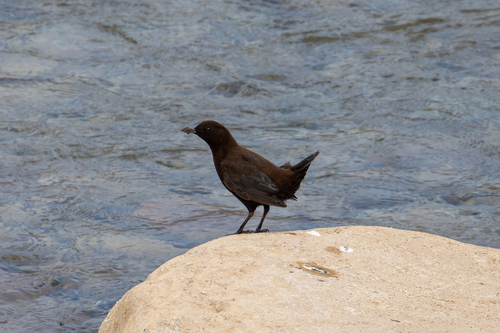 Brown Dipper (Cinclus pallasii), photo 10