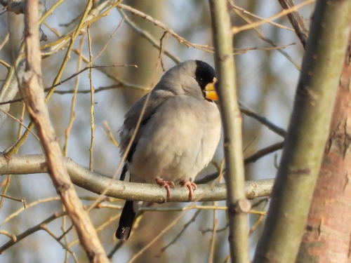 Japanese Grosbeak (Eophona personata), photo 6