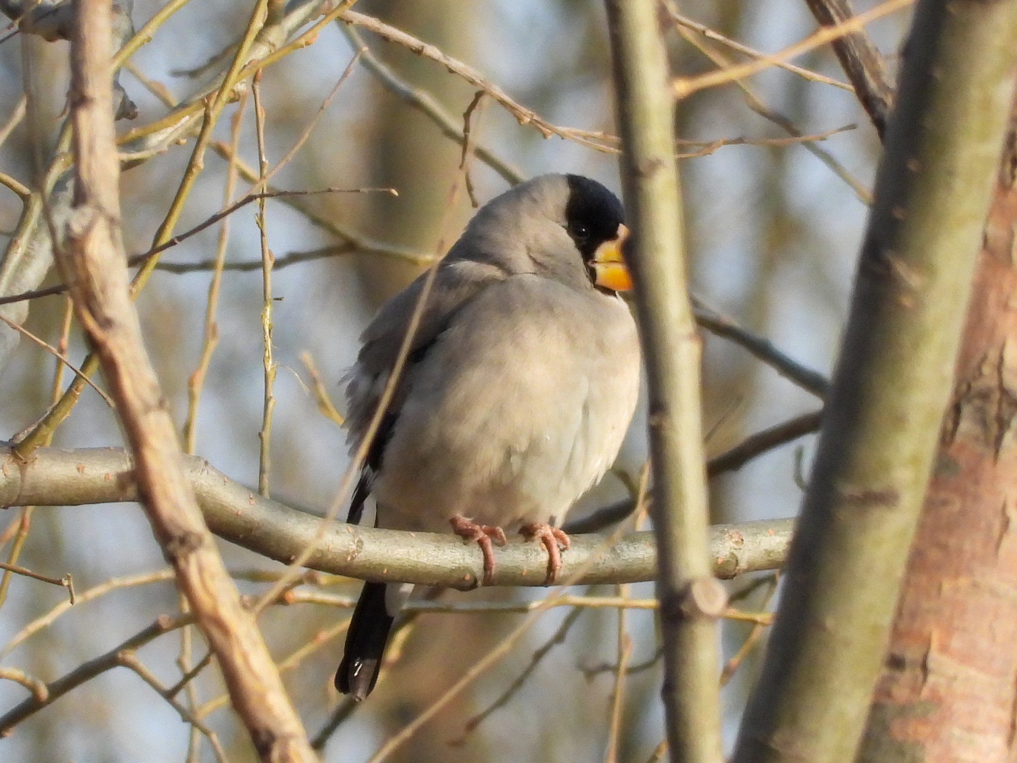 Japanese Grosbeak (Eophona personata), photo 6