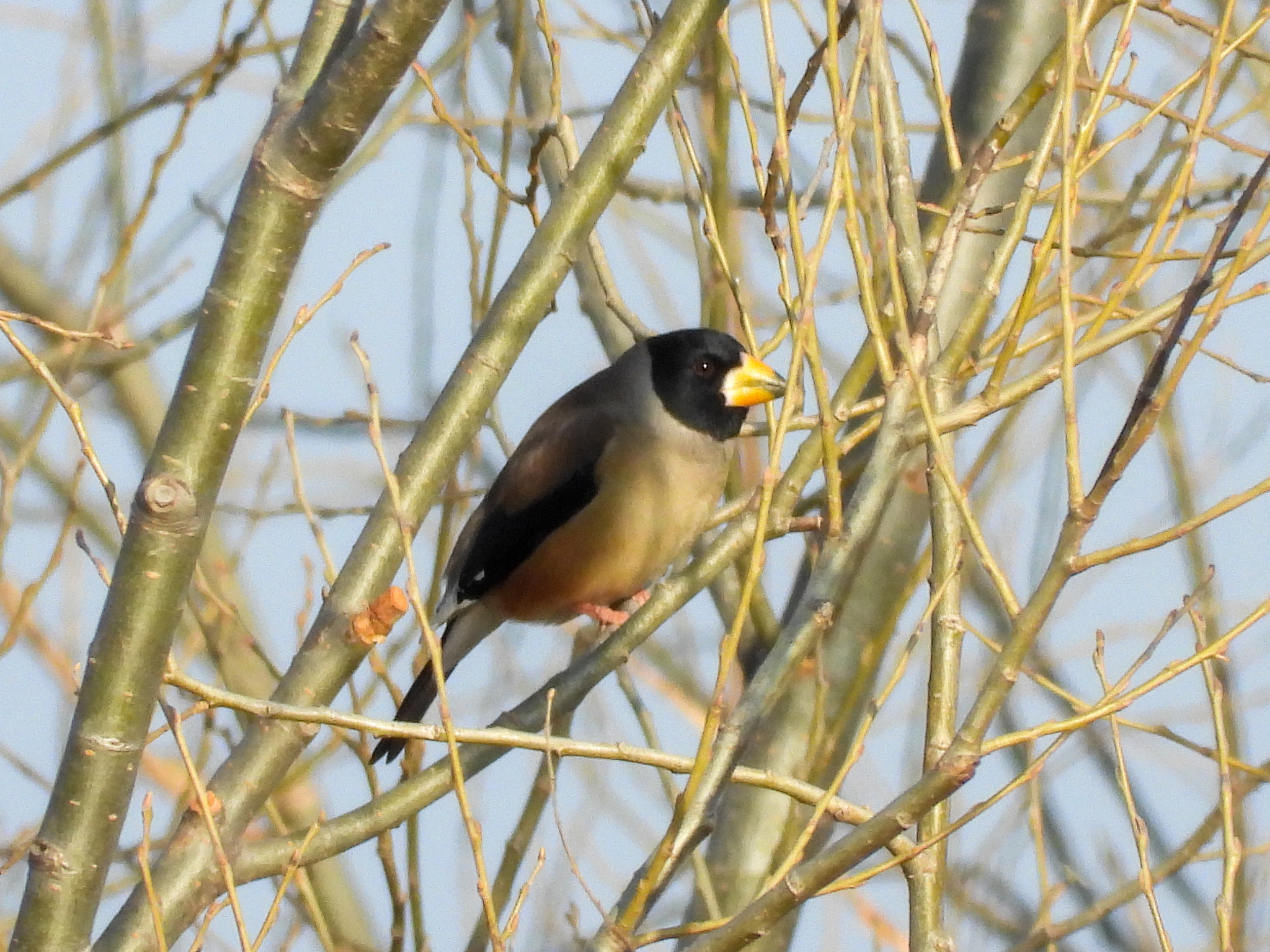 Japanese Grosbeak (Eophona personata), photo 7