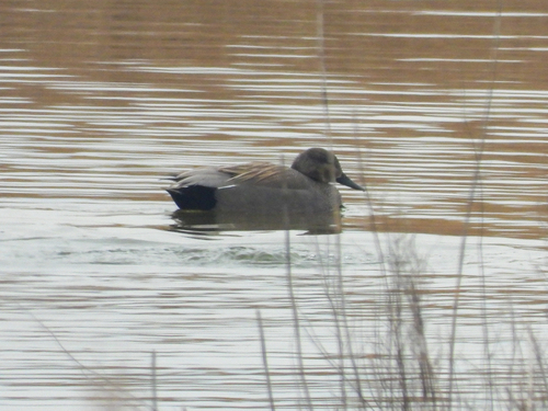 Gadwall