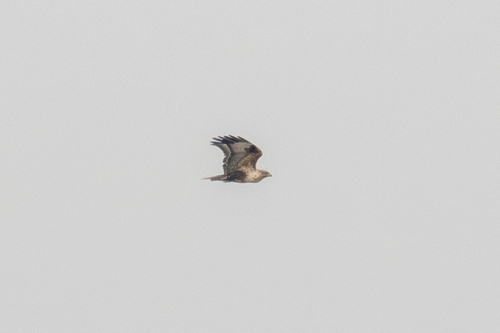 Upland Buzzard (Buteo hemilasius)