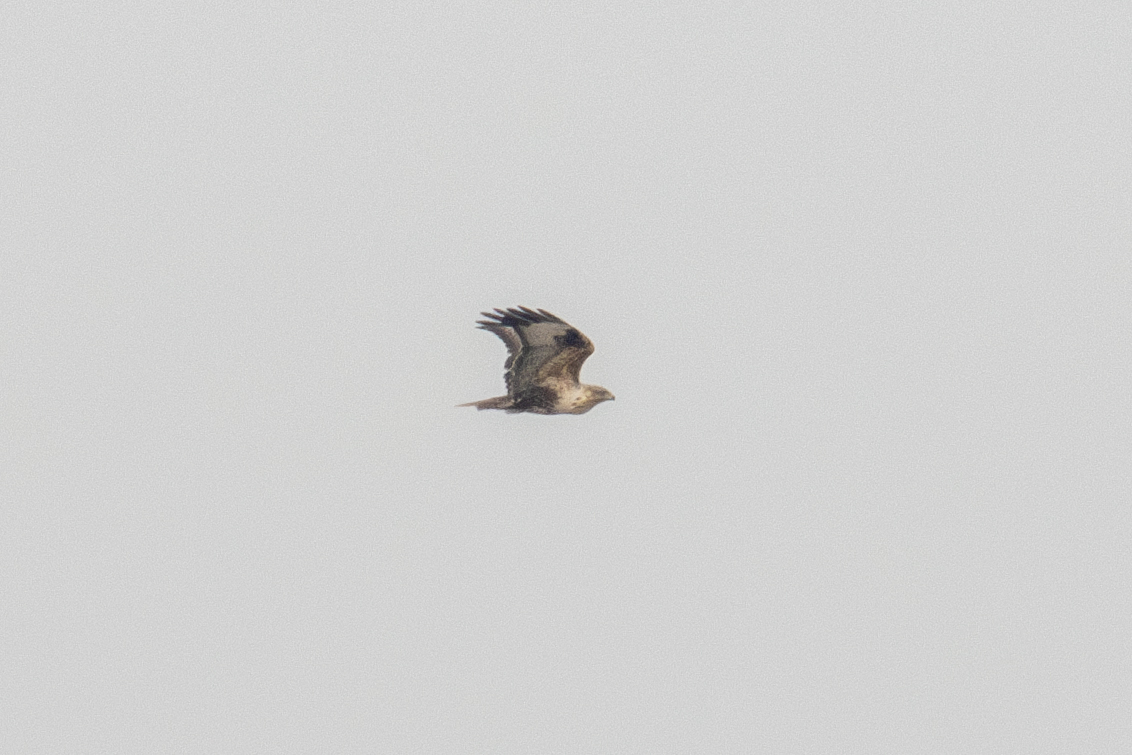 Upland Buzzard (Buteo hemilasius), photo 1