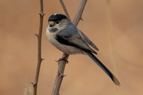 Silver-throated Tit