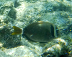 Acanthurus leucopareius