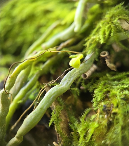 Taeniophyllum marianense observed 2026-03-15