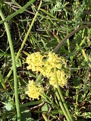 Lomatium caruifolium caruifolium
