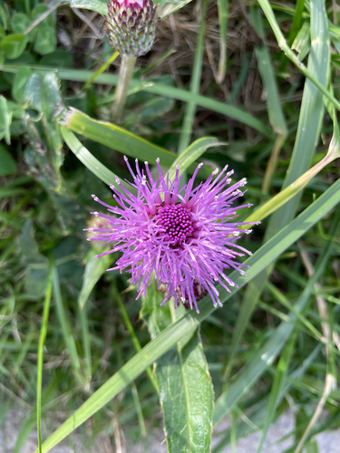 Cirsium aomorense iNat (3)