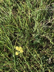 Lomatium caruifolium caruifolium