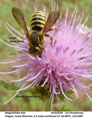 Trachusa timberlakei