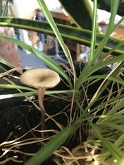 Pseudoomphalina