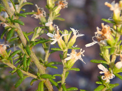 Olearia ramulosa