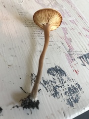 Pseudoomphalina
