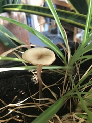 Pseudoomphalina