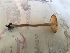 Pseudoomphalina