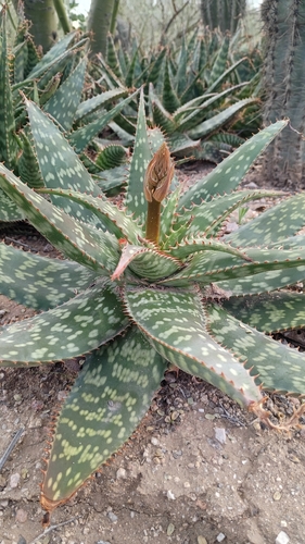 Aloe pallidiflora A.Berger