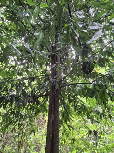 Eusideroxylon zwageri observed 2026-03-15