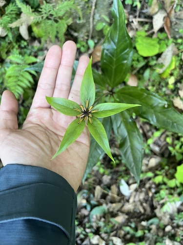 multi-leaf paris (Paris polyphylla)