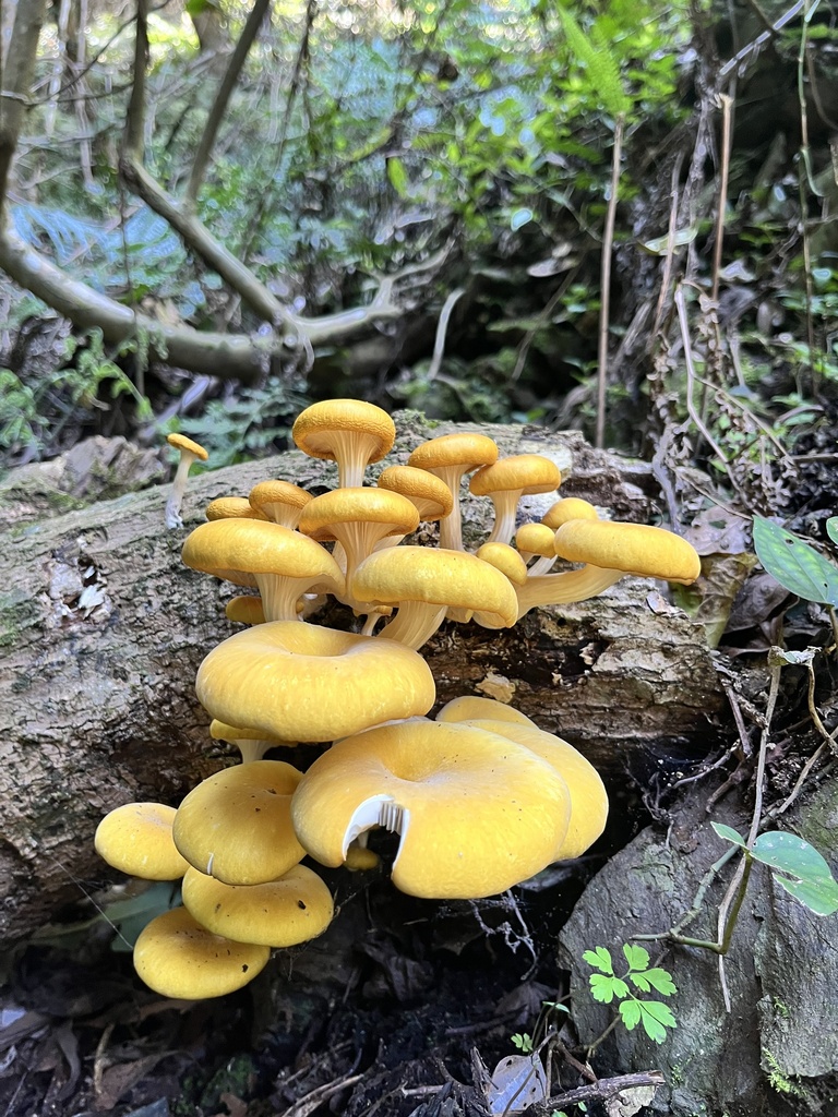 Pleurotus citrinopileatus · March 2026 · photo: © little_bluebird (iNaturalist, cc-by)