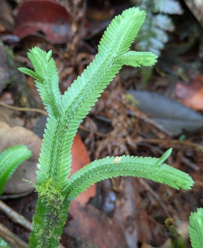 Flat-stemmed Clubmoss (Selaginella chrysoleuca)