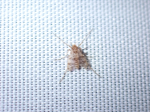 Unknown species found near Creekside Estates, Plano, TX 75074, USA