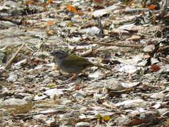 Arremonops chloronotus