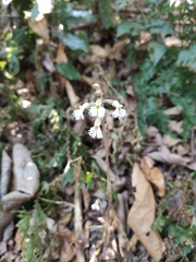 Cheirostylis yunnanensis