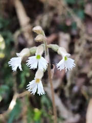 Cheirostylis yunnanensis