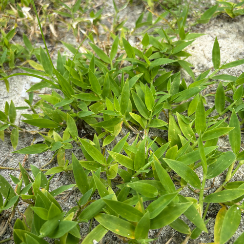 Tropical Beachgrass (Thuarea involuta)