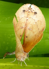 Bematha extensa