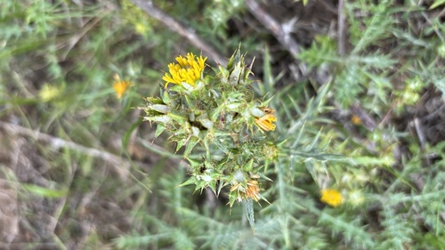 Weed African Thistle (Berkheya rigida)