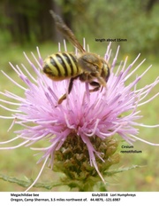 Trachusa timberlakei