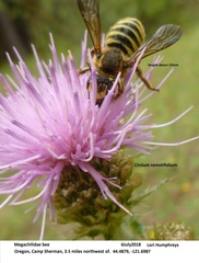 Trachusa timberlakei